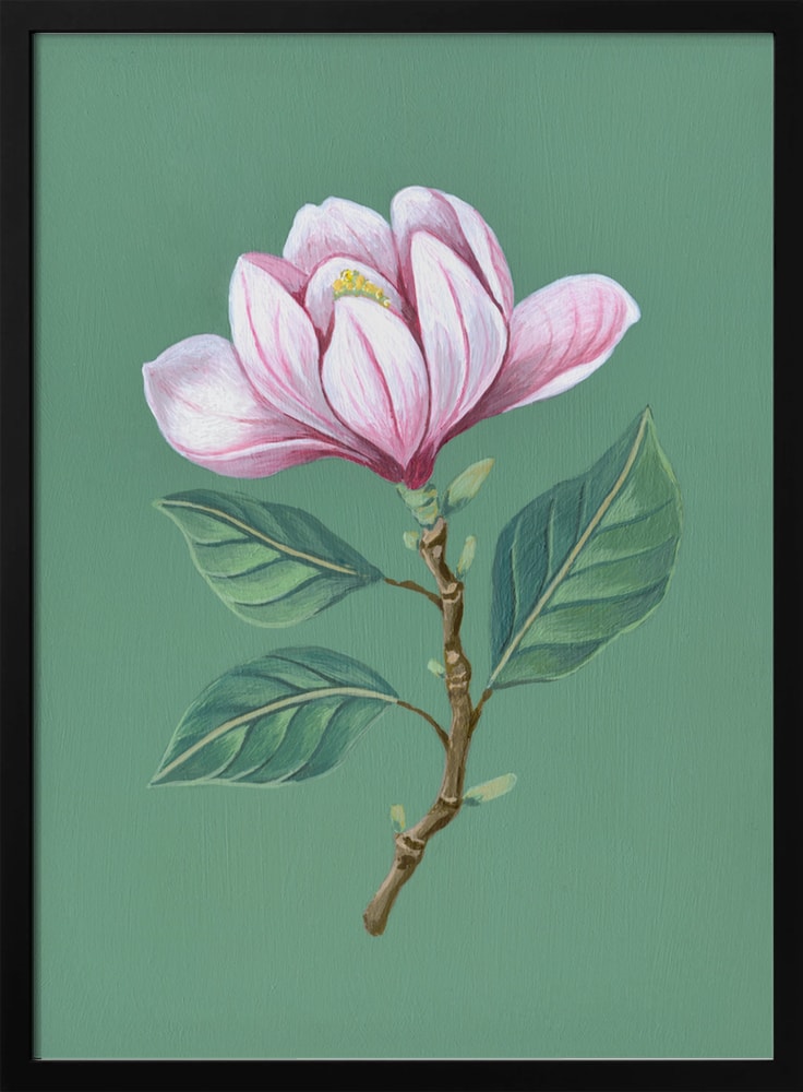 Illustration eines Magnolienzweigs mit rosa Blüte auf salbeigrünem Hintergrund