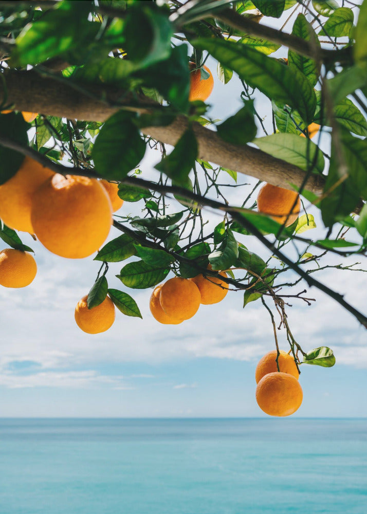 Amalfi Coast Oranges IV